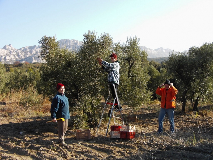 La cueillette des Olives - Aureille