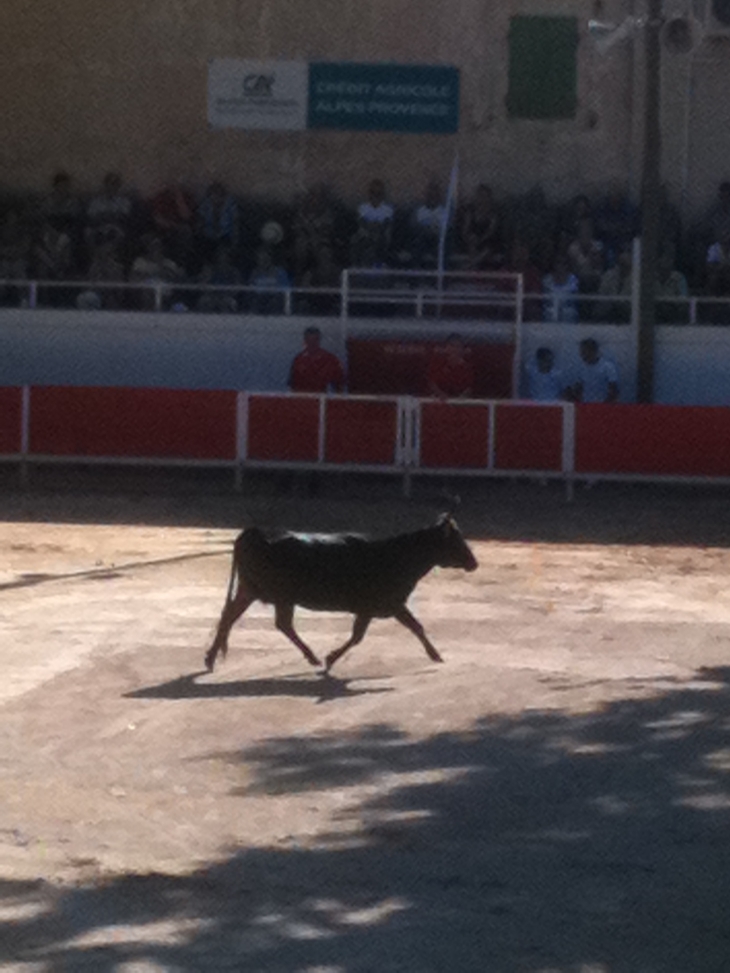 Manifestation taurine a graveson !