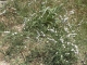 Photo précédente de La Roque-d'Anthéron une prairie envahie d'escargots un jour de canicule