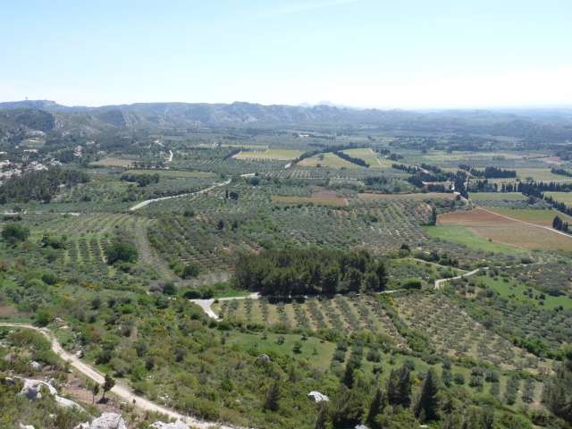 La plaine oléicole - Les Baux-de-Provence