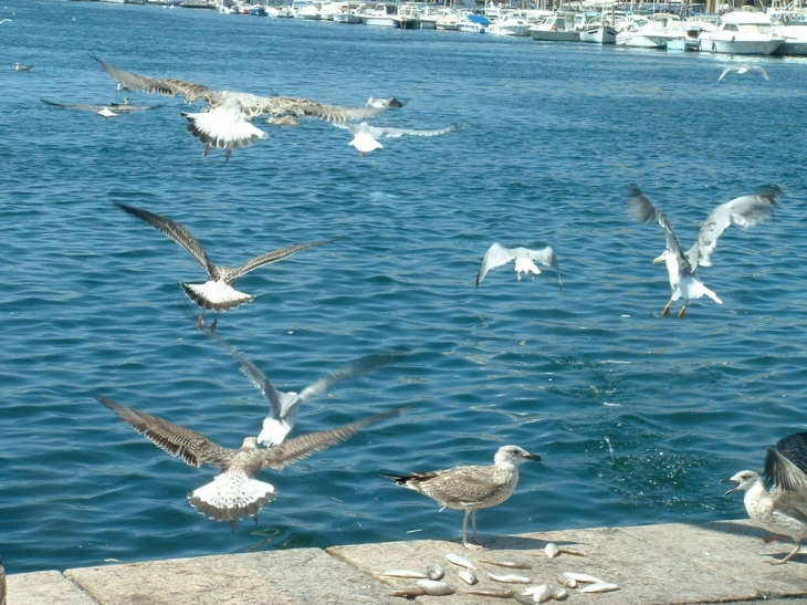 Le Vieux Port - Marseille