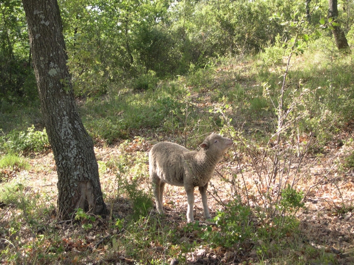 Rencontre insolite près d'un sentier de randonnée - Peynier