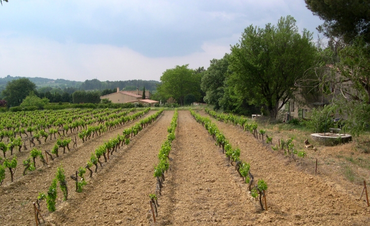 Jeune-vignoble - Peynier