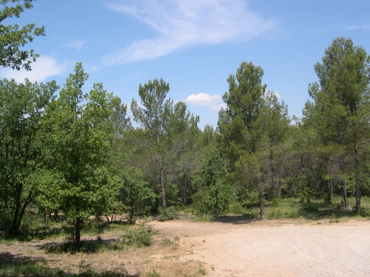 Forêt -chemin de Pourrachon  - Peynier