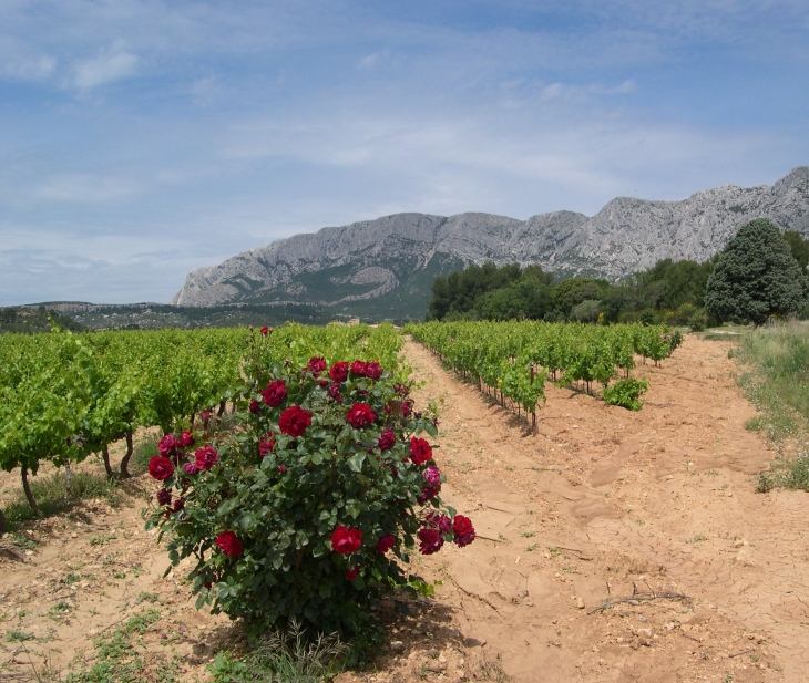 Vignoble au pied de la montagne Sainte-Victoire  - Puyloubier