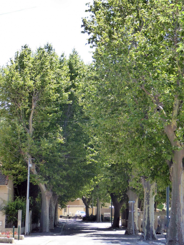 Allée de platanes - Saint-Martin-de-Crau