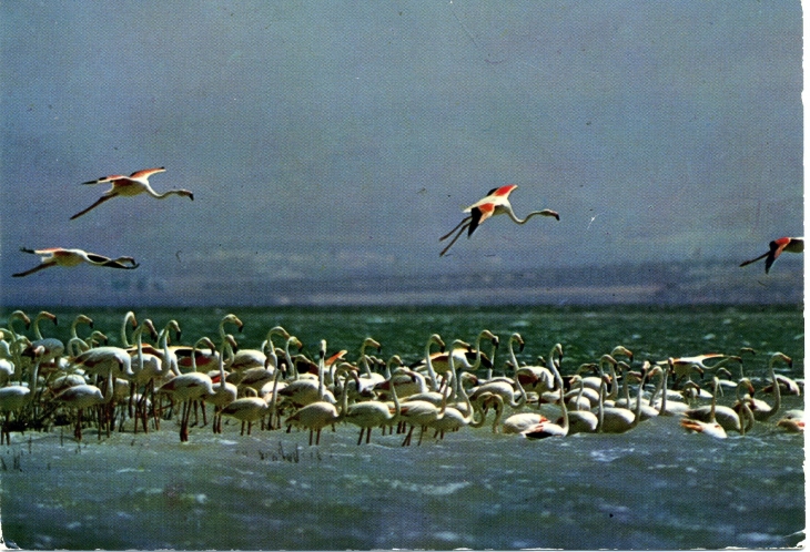 Flamants Roses dans les Marais (carte postale de 1980) - Saintes-Maries-de-la-Mer