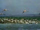 Photo suivante de Saintes-Maries-de-la-Mer Flamants Roses dans les Marais (carte postale de 1980)