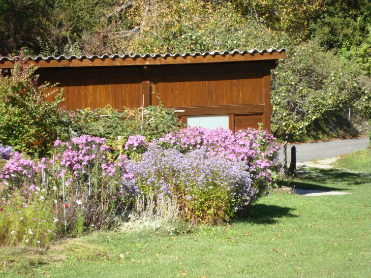 Le violet en fleurs - Chanousse