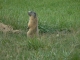 Des marmottes à moins de 1000m à Eygliers, fait unique en France!