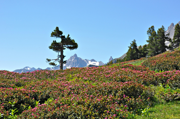 Vallée de la Clarée - Névache