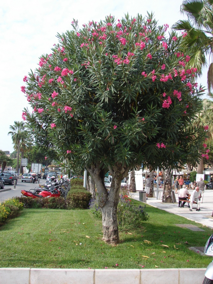 Laurier-arbre - Bandol