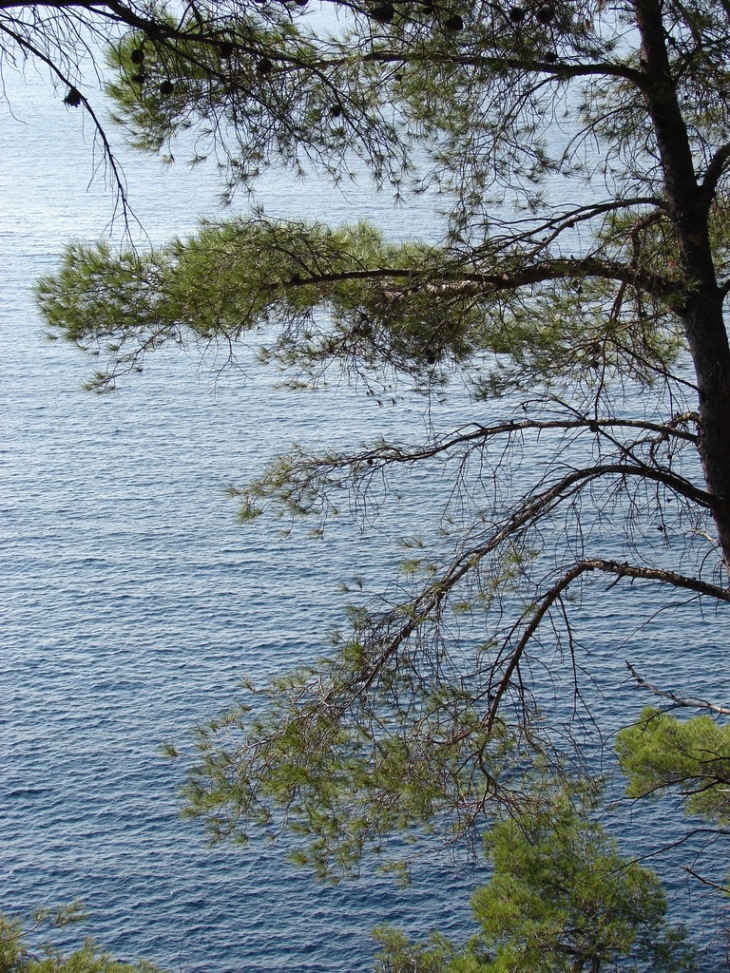 Sur le Sentier du Littoral - Bandol