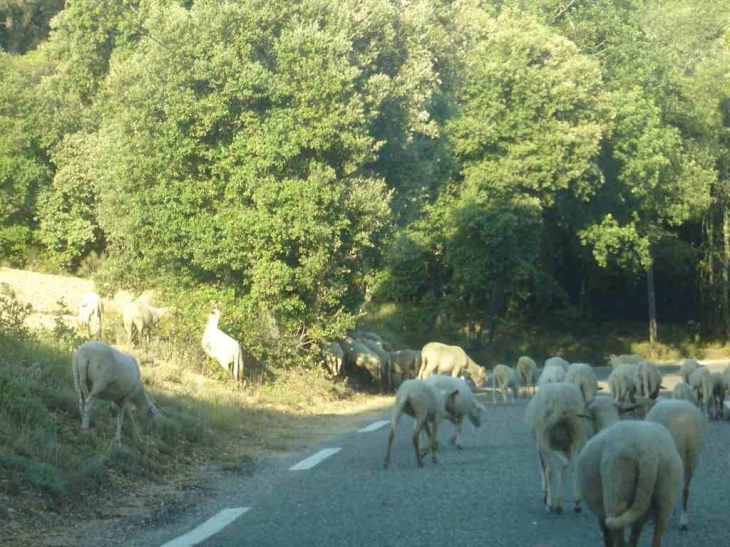 Les moutons sur la route de Baudinard - Baudinard-sur-Verdon