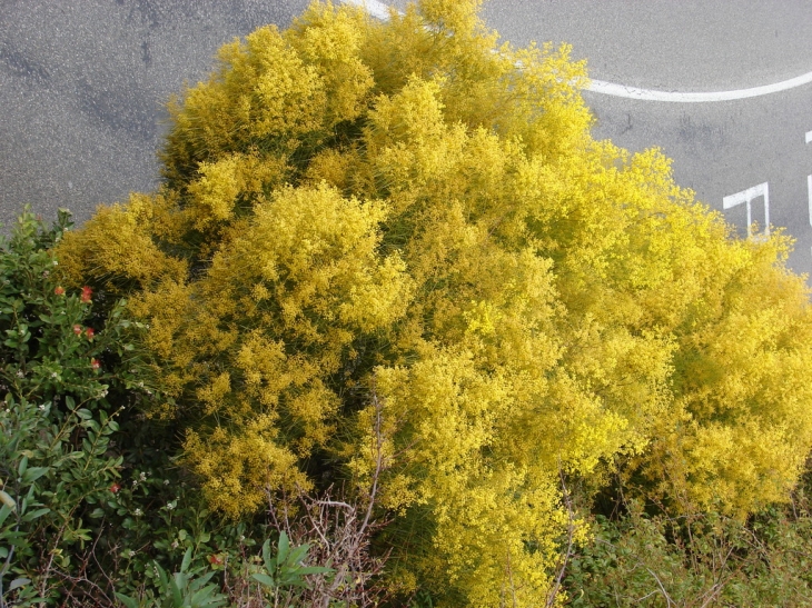 Le mimosa - Bormes-les-Mimosas