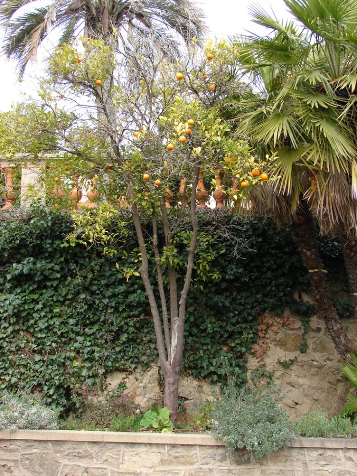 Les citrons de Bormes - Bormes-les-Mimosas