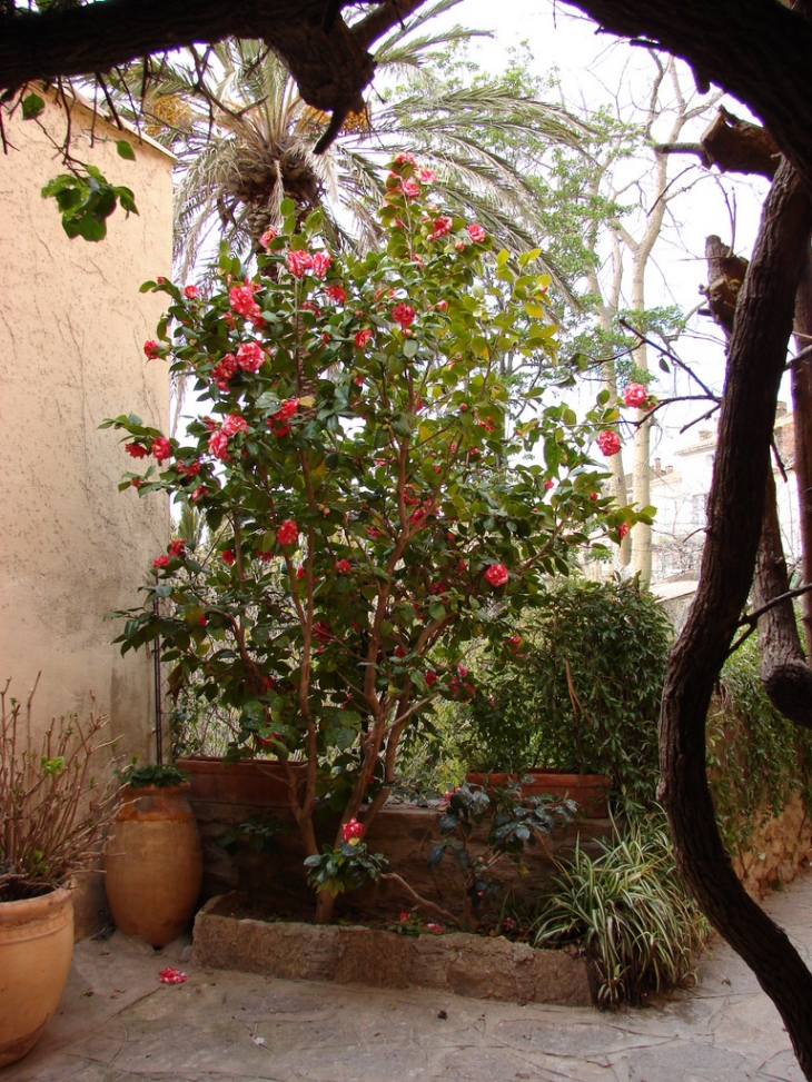 Une rue de Bormes - Bormes-les-Mimosas