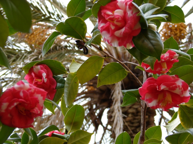 Les fleurs de Bormes - Bormes-les-Mimosas