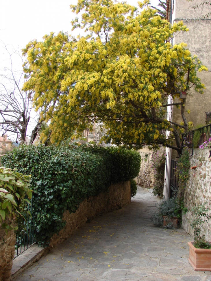 Le mimosa envahit les rues de Bormes - Bormes-les-Mimosas