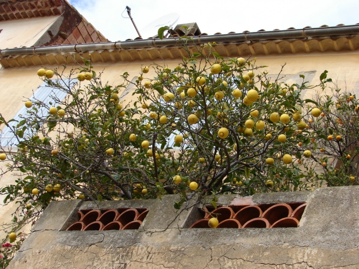 Les citrons excitent le désir - Bormes-les-Mimosas