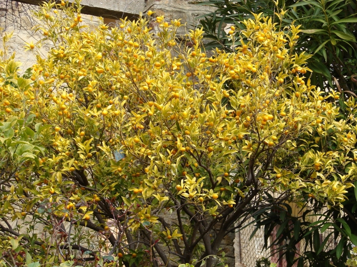 Et toujours des citrons... - Bormes-les-Mimosas