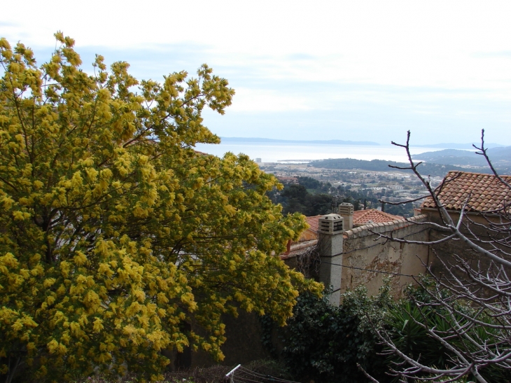 Mimosa et Méditerranée - Bormes-les-Mimosas