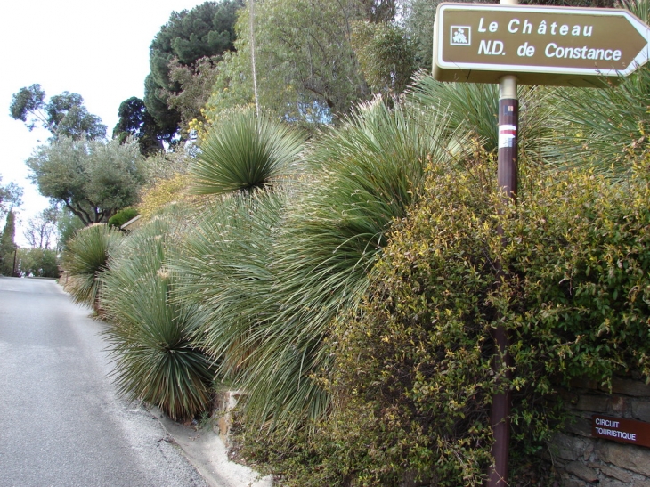 En direction du château - Bormes-les-Mimosas