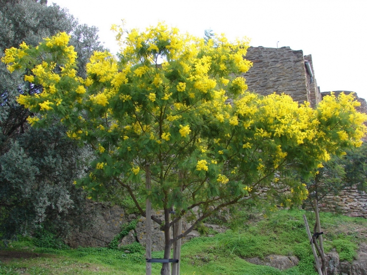 Mimosa au château - Bormes-les-Mimosas