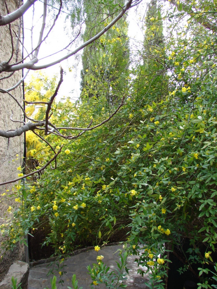 Dans les rues de Bormes - Bormes-les-Mimosas