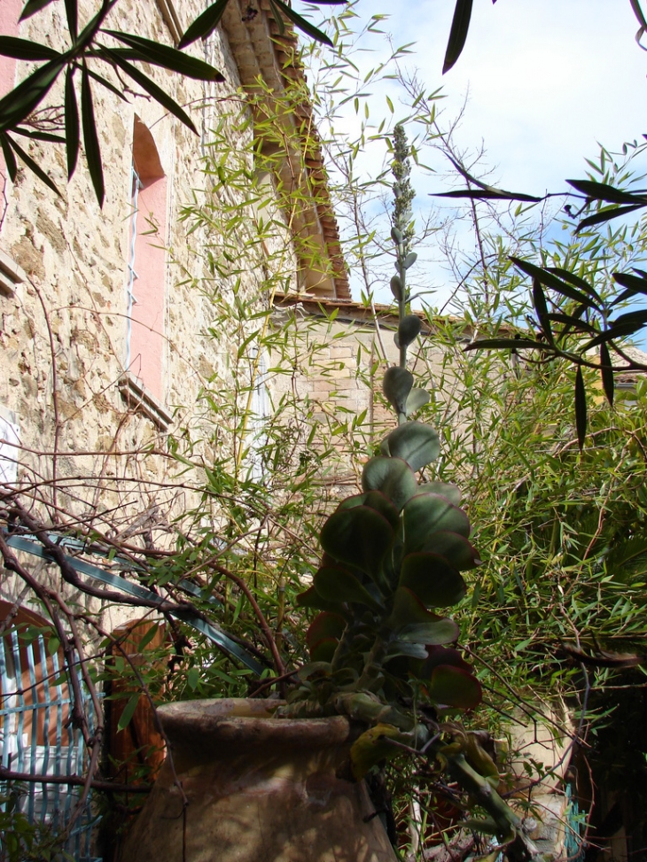 Dans les rues de Bormes - Bormes-les-Mimosas