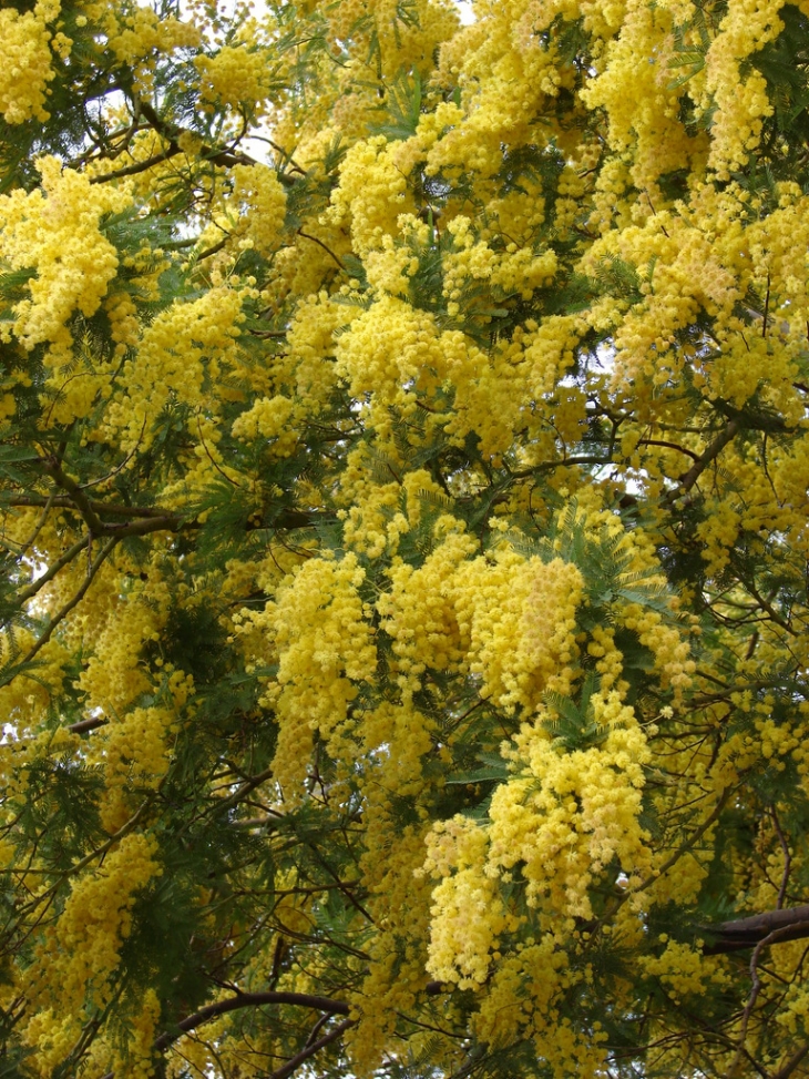 Le mimosa de Bormes - Bormes-les-Mimosas