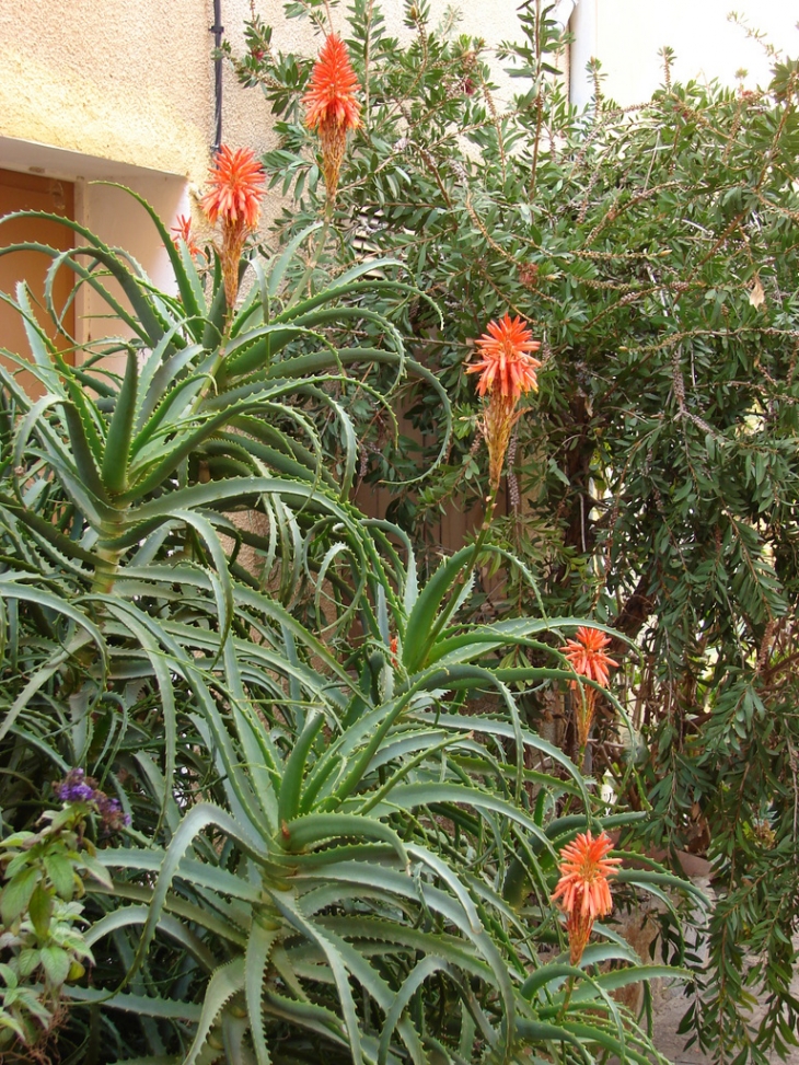 Les fleurs de Bormes - Bormes-les-Mimosas