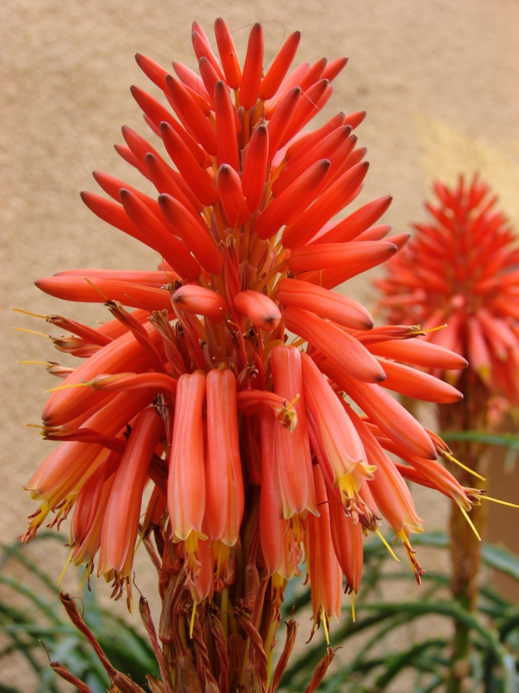 Les fleurs de Bormes - Bormes-les-Mimosas