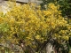 Photo suivante de Bormes-les-Mimosas Et toujours des citrons...