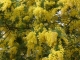 Photo précédente de Bormes-les-Mimosas Le mimosa de Bormes