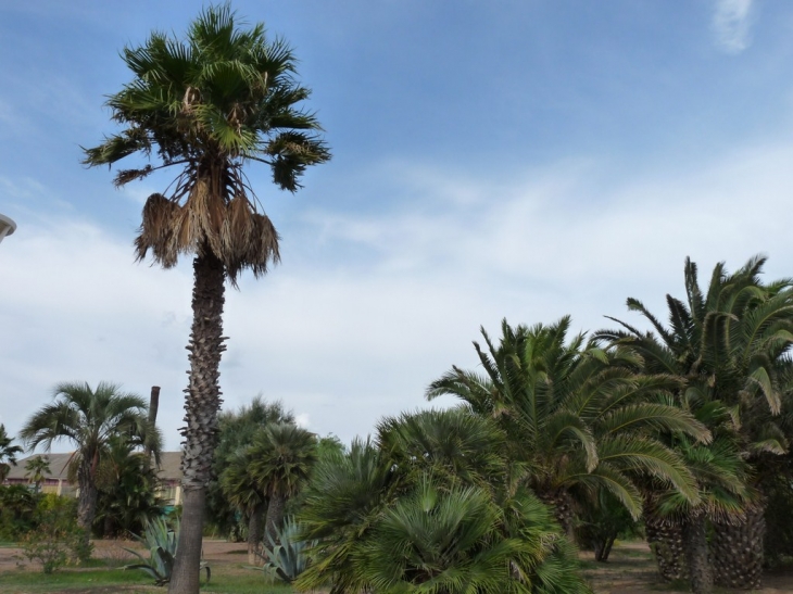 Jardin-sur-le-bord-de-la-plage - Fréjus