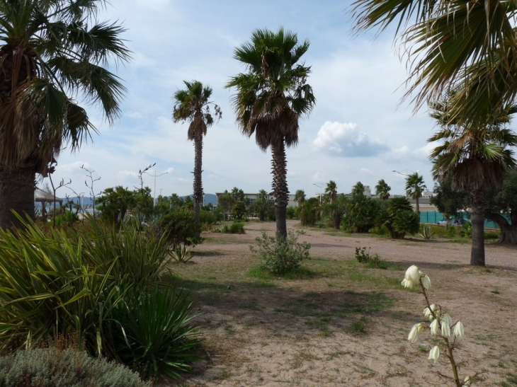 Dans le  jardin sur le bord de la plage  - Fréjus