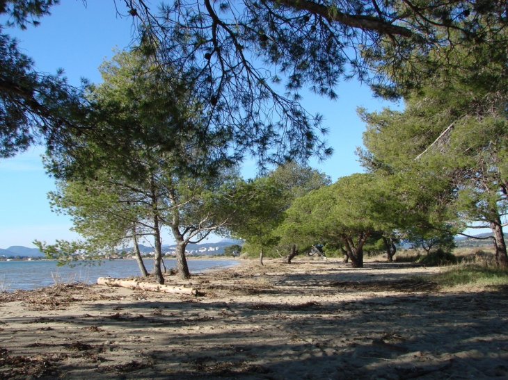 Rare, une plage ombragée,à découvrir - Hyères