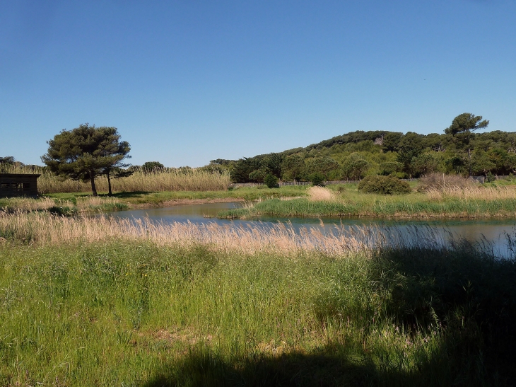 Ile de Porquerolles :lagune - Hyères