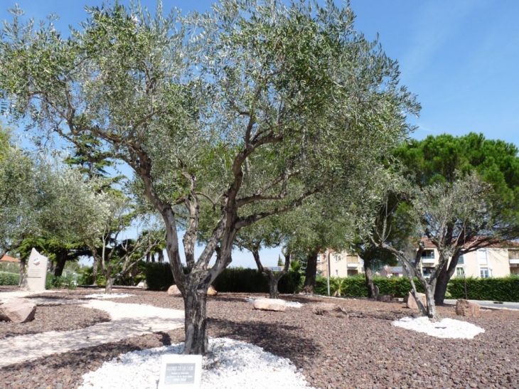 L'Arbre de la vie - La Crau