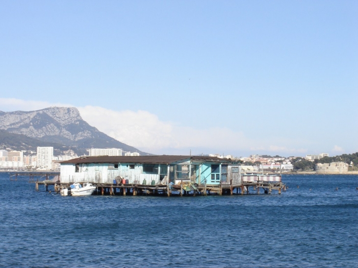 Ferme aquacole dans la baie de Balaguier - La Seyne-sur-Mer