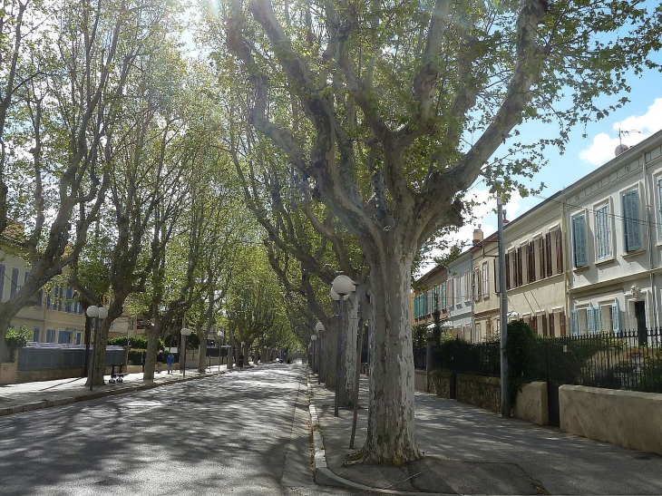 Une rue bordée de platanes - La Seyne-sur-Mer