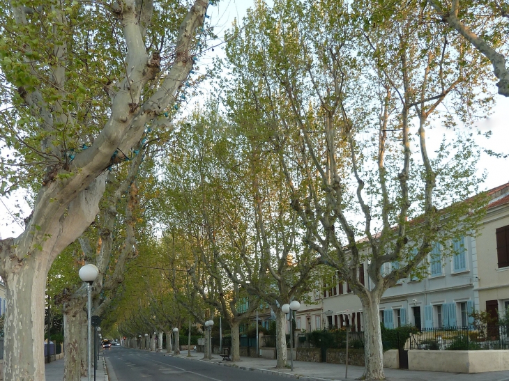 Une rue bordée de platanes - La Seyne-sur-Mer