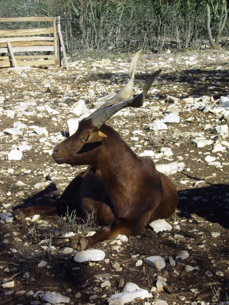 Chèvre du rove - Rians