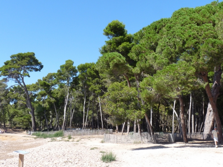 Plage et pinède à Sainte Asile - Saint-Mandrier-sur-Mer