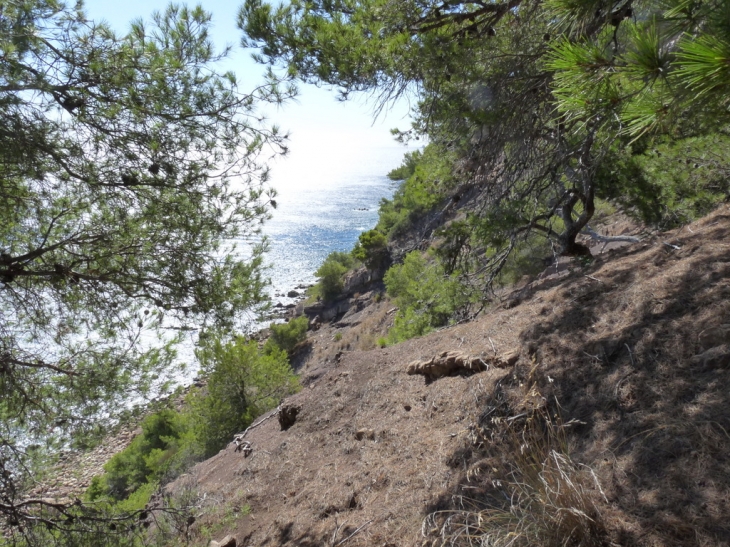 Sur le sentier littoral ,vers la plage de la Coudoulière - Saint-Mandrier-sur-Mer