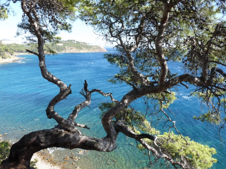 Sur le sentier littoral ,vers la plage de la Coudoulière - Saint-Mandrier-sur-Mer