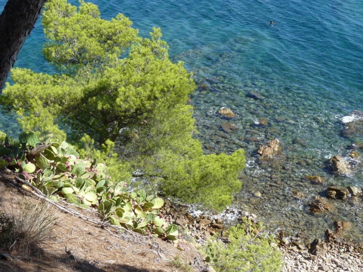 Sur le sentier littoral ,vers la plage de la Coudoulière - Saint-Mandrier-sur-Mer