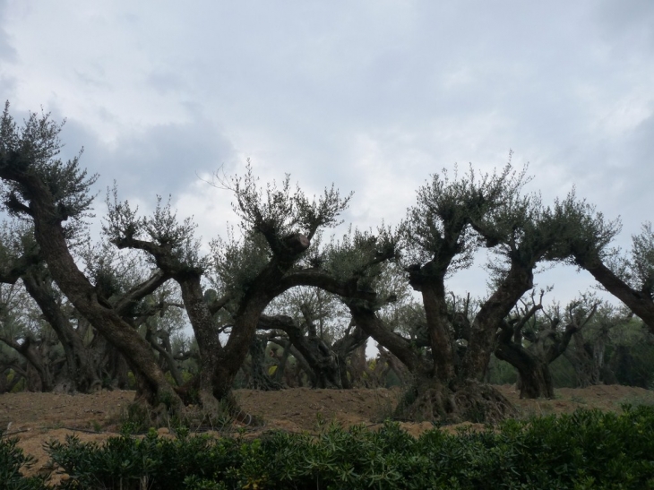 Sur la route des Salins - Saint-Tropez