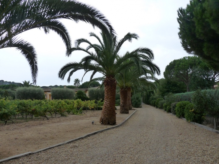 Sur la route des Salins - Saint-Tropez